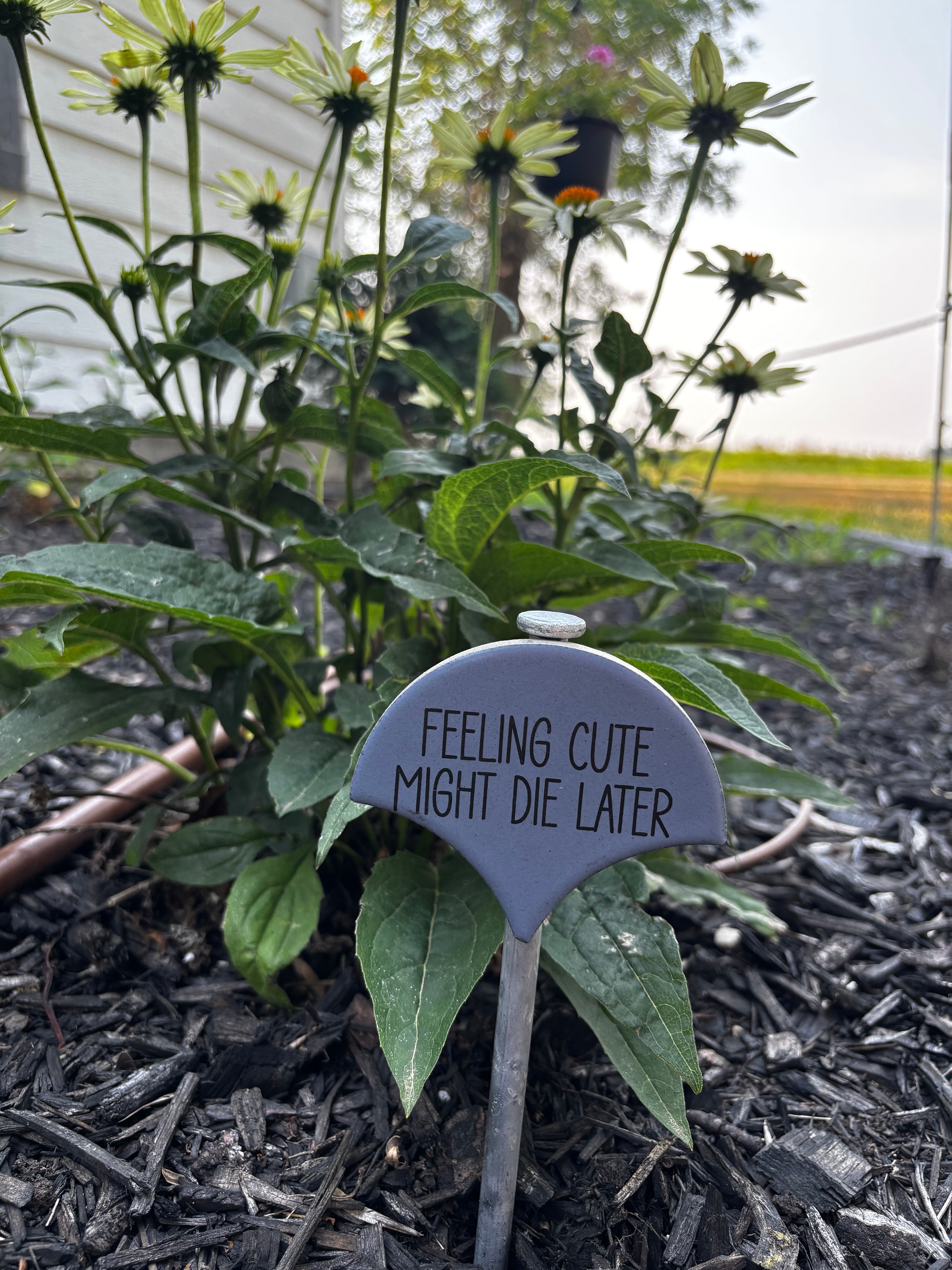 Sassy Plant Signs